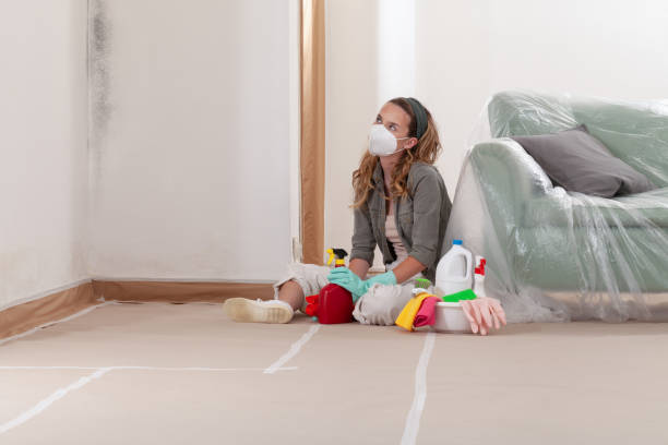 Reliable Black Mold Remediation contractor in Illinois, IL by Mold Remediation HQ