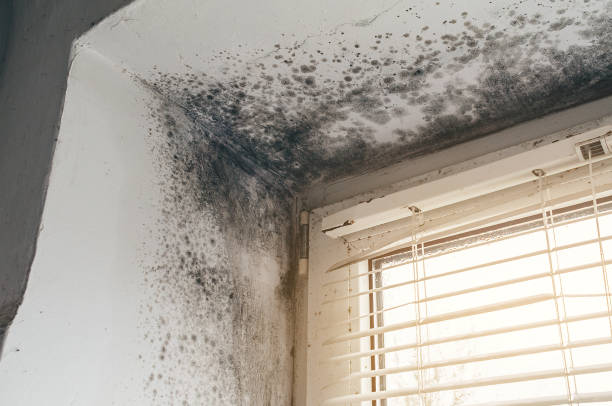 Affordable Black Mold Remediation solutions in Illinois, IL